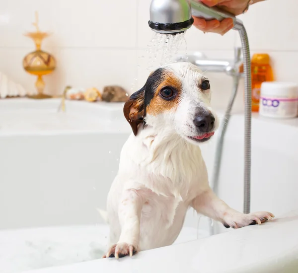 Cão tomando um banho em uma banheira — Fotografia de Stock