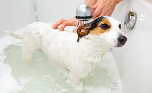 Cão tomando um banho em uma banheira — Fotografia de Stock