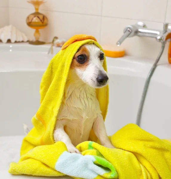 Hond nemen van een bad in een badkuip Stockafbeelding