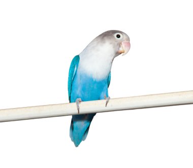 cennet papağanı (agapornis roseicollis mavi morph)