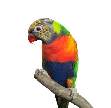 Lori (trichoglossus haematodus)