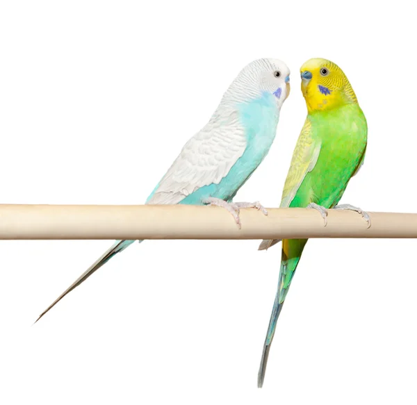 Two Budgie sit on a perch — Stock Photo, Image