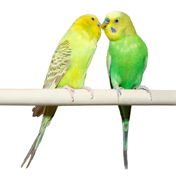 Два хвилястий Папужка сидіти на окунь — стокове фото