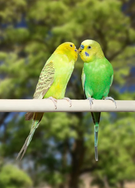 Pár papoušků — Stock fotografie