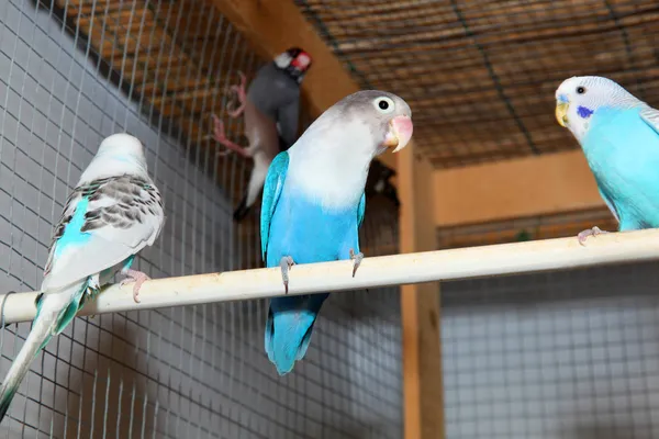 Mavi budgerigars kafes içinde — Stok fotoğraf