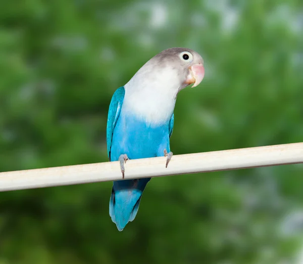 Budgerigar azul — Foto de Stock