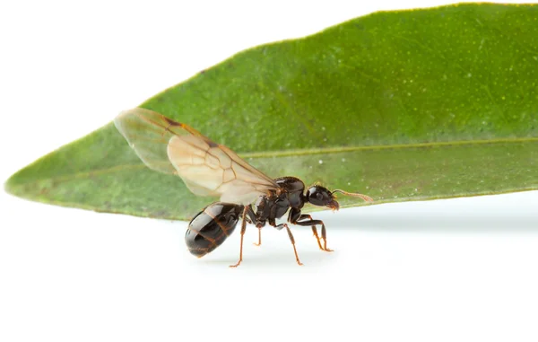 Gevleugelde mier werknemer met groen blad — Stockfoto