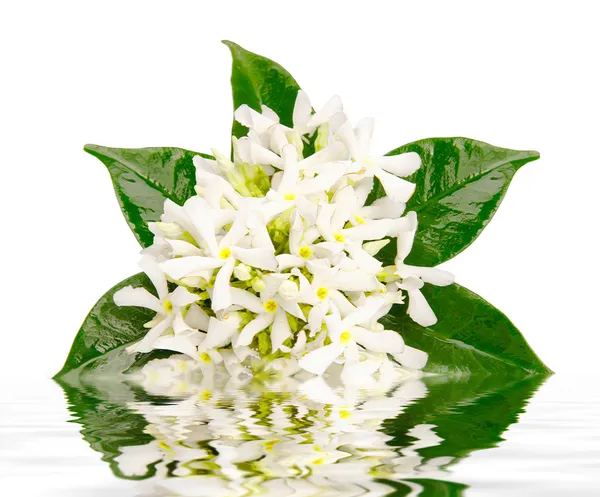 Jasmine flowers with reflection in water — Stock Photo, Image