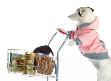 köpek kadar dolu bir alışveriş sepeti iterek