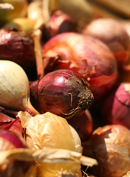 Cebolas vermelhas e amarelas frescas — Fotografia de Stock