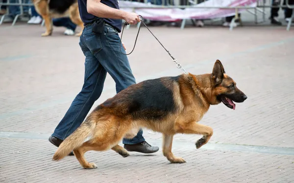 Chien de promenade avec berger allemand — Photo