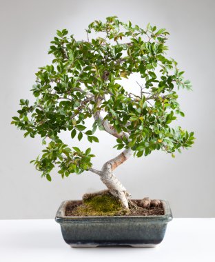 Bonsai Ağacı