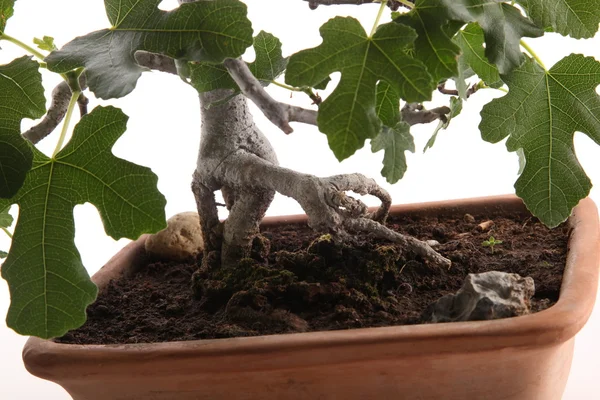 Wurzeln des Bonsai-Feigenbaums — Stockfoto