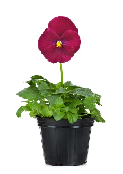Beautiful pansies in flowerpot isolated on a white — Stock Photo, Image