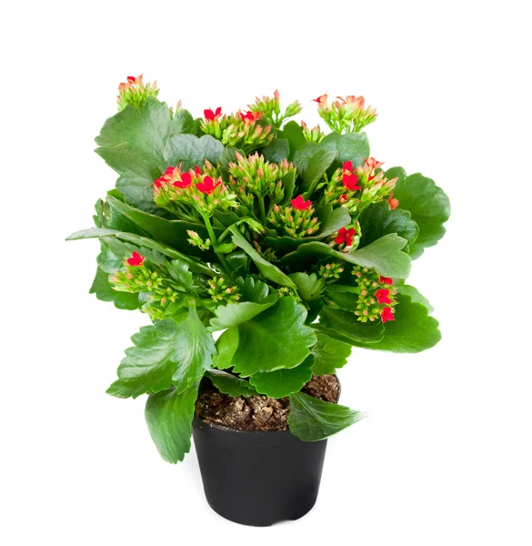 Kalanchoe blühende Pflanze im Topf — Stockfoto