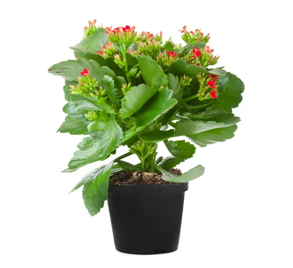 Kalanchoe floração planta em vaso — Fotografia de Stock