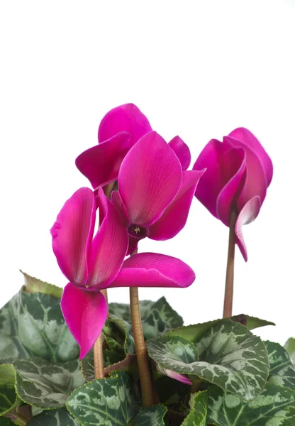 Cyclamen — Stockfoto