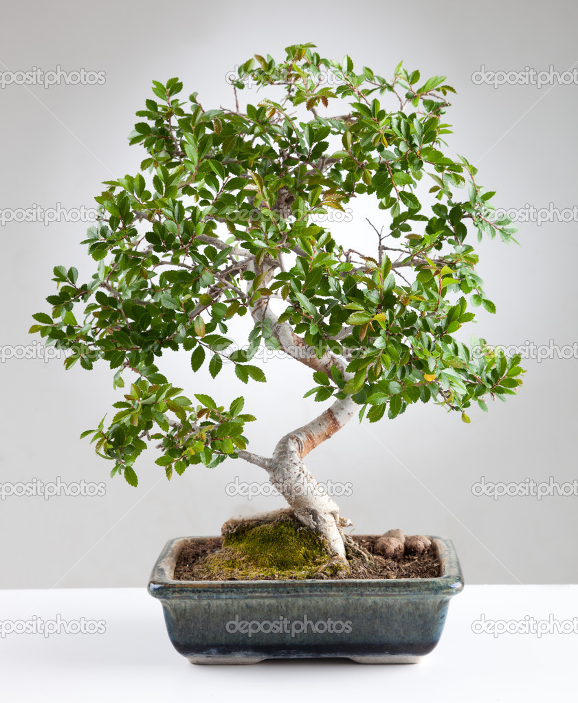 Bonsai tree Stock Photo by ©AntonioGravante 40368977
