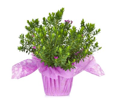 Polygala polygala clipart