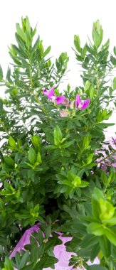 Polygala polygala
