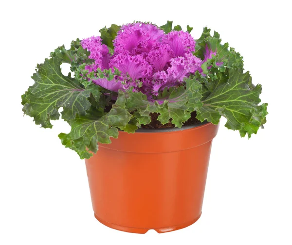 Ornamental Purple Kale or cabbage — Stock Photo, Image