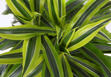 chlorophytum - Unutulmayan çok yıllık bitkiler