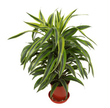 chlorophytum - Unutulmayan çok yıllık bitkiler