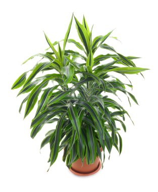 Chlorophytum - evergreen perennial flowering plants clipart