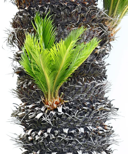 Bulb growing near the trunk of a cycas revoluta — Stock Photo, Image