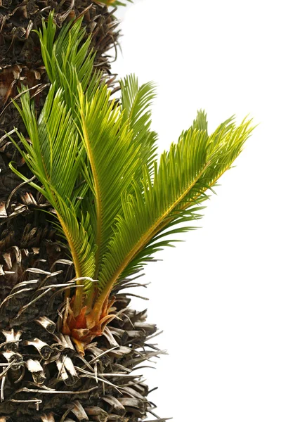 Bulb growing near the trunk of a cycas revoluta — Stock Photo, Image