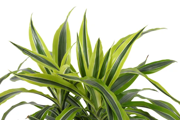 Chlorophytum - evergreen perennial flowering plants — Stock Photo, Image