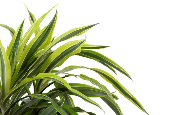 Chlorophytum - 常緑多年生植物 — ストック写真