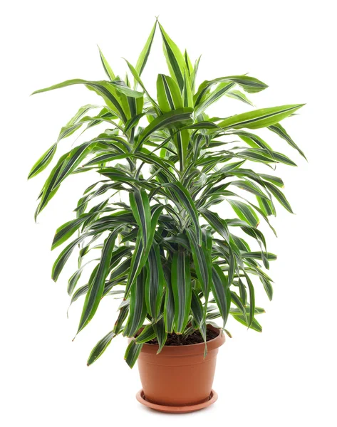 Chlorophytum - evergreen perennial flowering plants — Stock Photo, Image