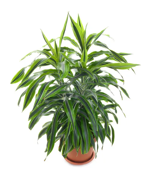 Chlorophytum - immergrüne mehrjährige blühende Pflanzen — Stockfoto