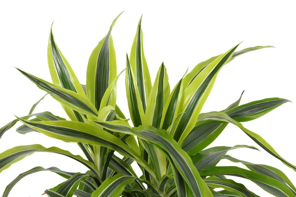 Chlorophytum - evergreen perennial flowering plants — Stock Image Chlorophytum - evergreen perennial flowering plants Stock Image