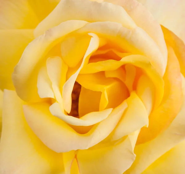 Yellow rose — Stock Photo, Image