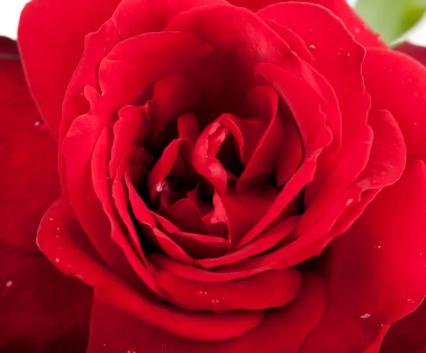 Macro di rosa rossa — Foto Stock