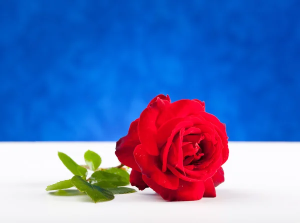 Une rose rouge sur une table blanche — Photo