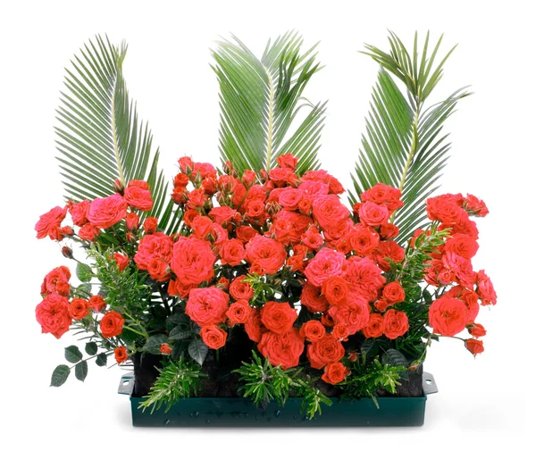 Panela de flores com pequenas rosas vermelhas e ramos de cycas revoluta — Fotografia de Stock