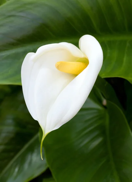 Белые лилии Калла с листьями — стоковое фото