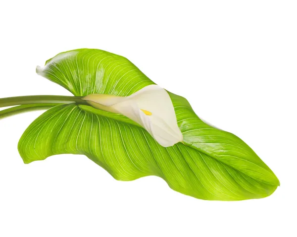 Weiße Calla-Lilien mit Blatt — Stockfoto