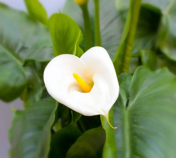 Bílá lilie Kala s listy — Stock fotografie