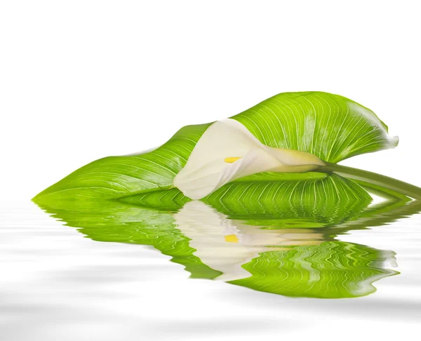 화이트 칼라 백합 잎 — 스톡 사진