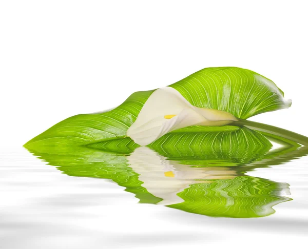 Lirios blancos de Calla con hoja — Foto de Stock