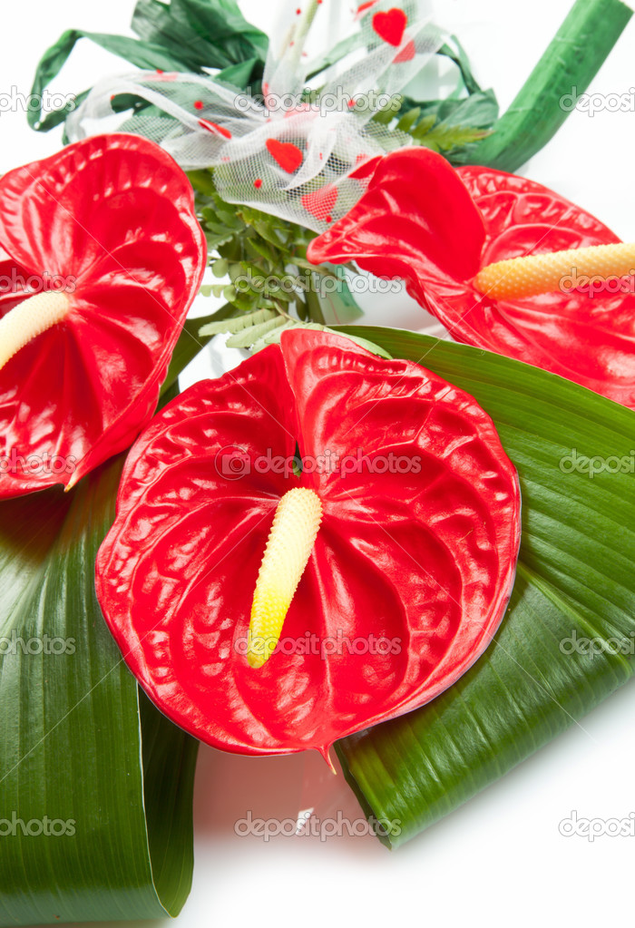 Red anthurium Flamingo