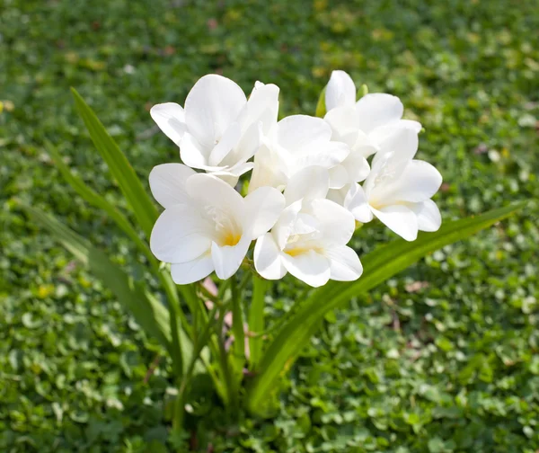 Hermosa freesia blanca — Foto de Stock