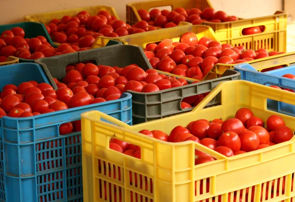 Boîtes de tomates — Photo