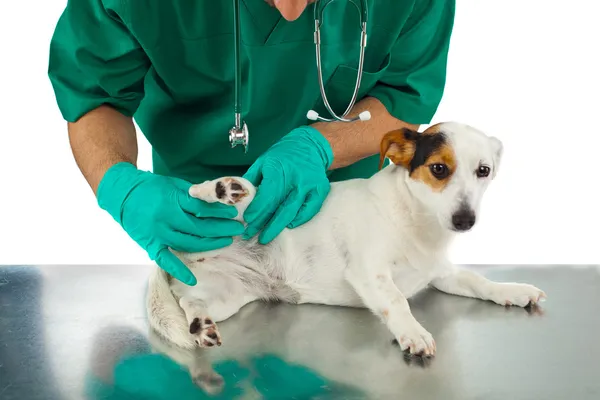 Le vétérinaire examine la hanche du chien — Photo