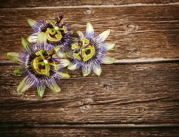 Flor de flor de paixão — Fotografia de Stock