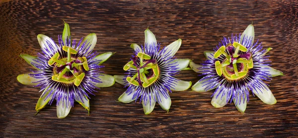 Flor de flor de paixão — Fotografia de Stock